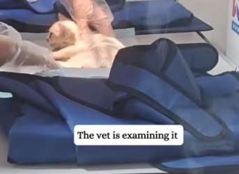 Y2512011 Rescued kitten fell up high then (Part 2)