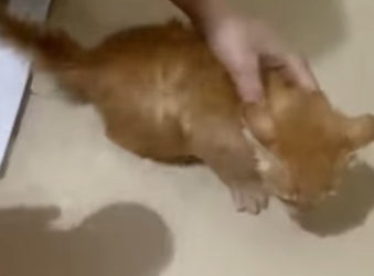 Y2512009 rescued little orange kitten waiting to die in water,and oran (Part 2)