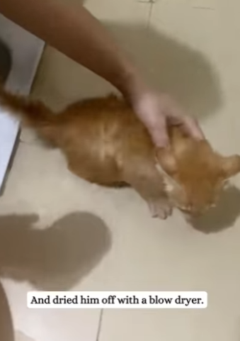 Y2512009 rescued little orange kitten waiting to die in water,and oran (Part 2)