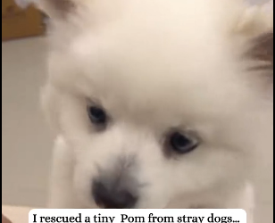 Y2512002 Rescued Pom stray dogs then happened (Part 2)