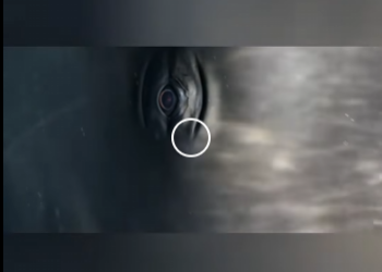 G1912018 Una cría de ballena nace ya siendo un gigante puede medir más de (Parte 2)