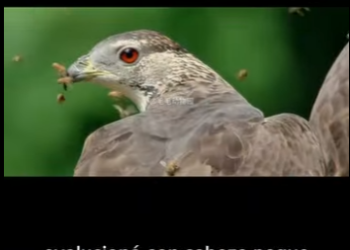 G2212007 La invulnerabilidad del águila abejera la feroz naturaleza de los (Parte 2)