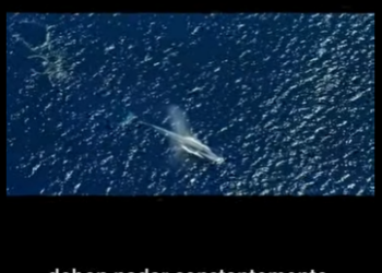 G2412010 El peso de 30 elefantes africanos equvale al de una ballena azul adulta (Parte 2)