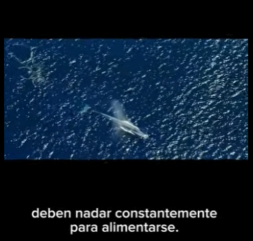 G2412010 El peso de 30 elefantes africanos equvale al de una ballena azul adulta (Parte 2)