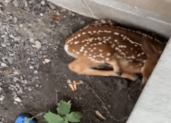 R3412010 Rescate de ciervos (Parte 2)