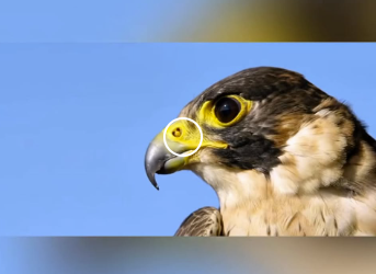 E2612004 El Súper Rapaz El Halcón Peregrino,el Pájaro Más Veloz del Mundo (Parte 2)