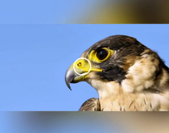 E2612004 El Súper Rapaz El Halcón Peregrino,el Pájaro Más Veloz del Mundo (Parte 2)