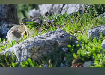 G2412009 La pika recolectora la ardilla ladrona Historias de supervivencia (Parte 2)