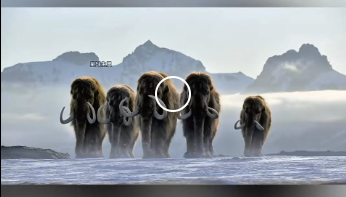 E2612003 La caza del mamut Supervivencia en la era glacial (Parte 2)