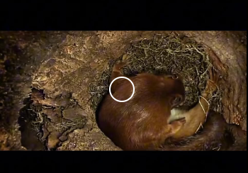 G2412014 La ardilla el nacimiento de sus crías una lucha por la supervivenc (Parte 2)