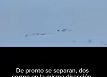 G2412012 PARTE El oso Polar La lucha por la supervivencia de los osos (Parte 2)