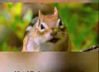 G2412011 Cuando el pájaro crece, la mente se expande (Parte 2)