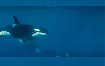 E2612002 Sabías que las orcas no siempre se comen toda la ballena Muchas (Parte 2)