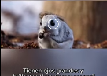 E2612006 La Encantadora Ardilla Voladora Siberiana