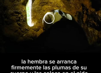 E2612005 El Pacto de Vida Muerte del Amor de los Cálaos, Un Amor Puro Verd (Parte 2)