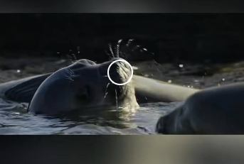 E2612001 El peligroso viaje de los cachorros de foca la caza de las orcas (Parte 2)