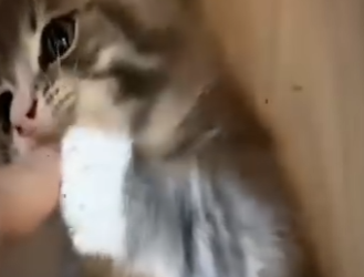 V2512010 aprende más sobre tus gatos (Parte 2)