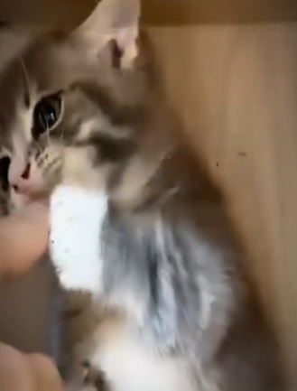 V2512010 aprende más sobre tus gatos (Parte 2)