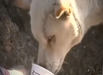 V2512003 ella es una verdadera madre (Parte 2)