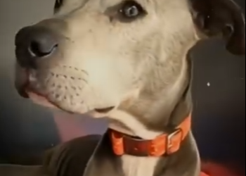 V2512012 Madlock el perro que nunca se rindió (Parte 2)