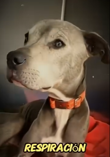 V2512012 Madlock el perro que nunca se rindió (Parte 2)