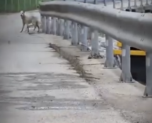 V2512007 prohibido llorar (Parte 2)