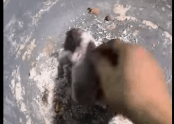 R3412006 Conejo rescatado (Parte 2)