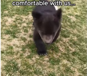 Q2412014 We raised family of bears (Part 2)