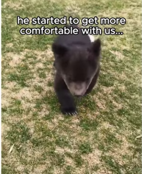 Q2412014 We raised family of bears (Part 2)