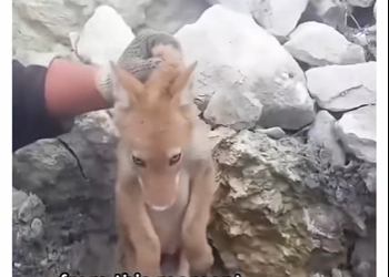 Q2412012 coyote needed help! (Part 2)