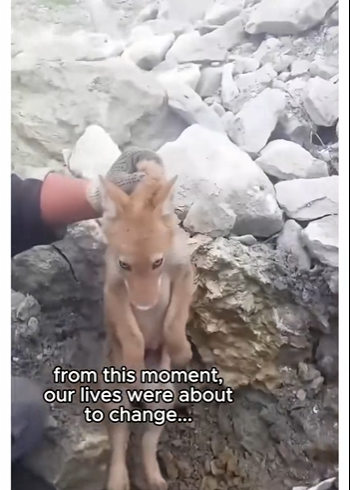 Q2412012 coyote needed help! (Part 2)