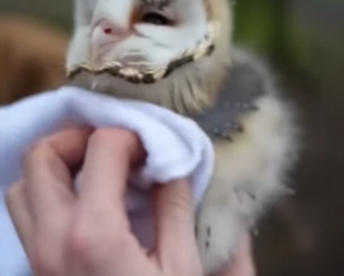 Q2612007 An Owl Came To My Door in rain (Part 2)