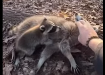 Q2612002 small raccoon kit ran to me wouldn stop calling (Part 2)