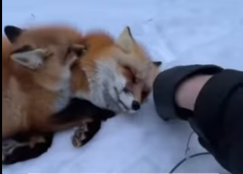 Q2612004 tiny fox cub wrapped himself around my leg (Part 2)