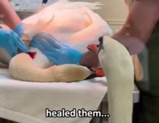 Q2612005 Swan came to my car, crying help (Part 2)