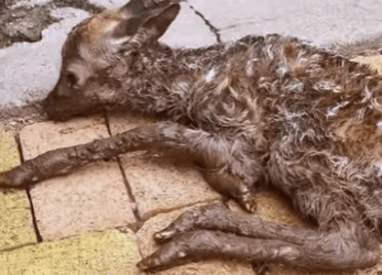 R3412005 Rescate de ciervos(Parte 2)