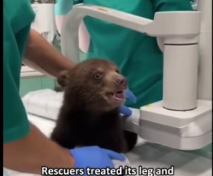 Q2612003_mother bear came to me help (Part 2)