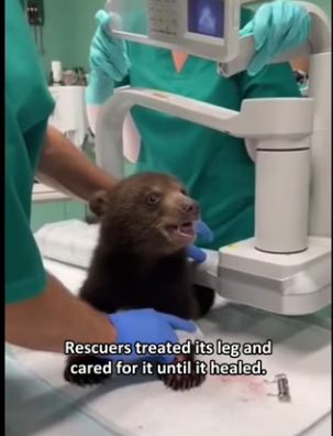 Q2612003_mother bear came to me help (Part 2)