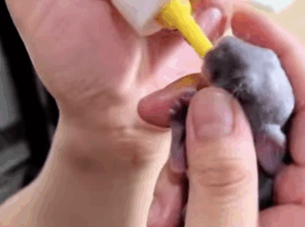 R3412009 Conejo rescatado (Parte 2)