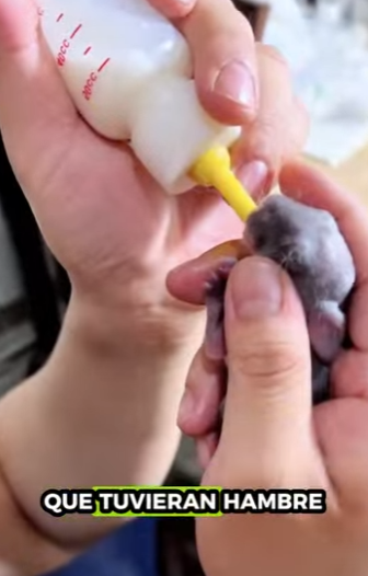 R3412009 Conejo rescatado (Parte 2)