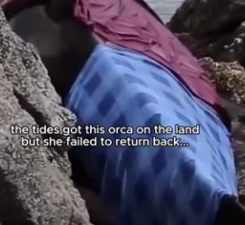 Q2412013 orca needed help! (Part 2)