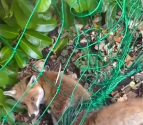 Q2412011 fox needed help! (Part 2)