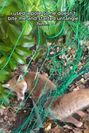 Q2412011 fox needed help! (Part 2)