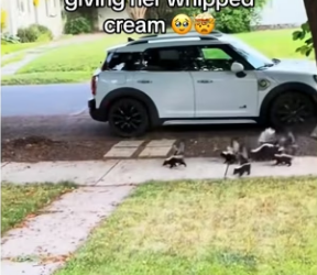 Q2412009 skunk needed help (Part 2)