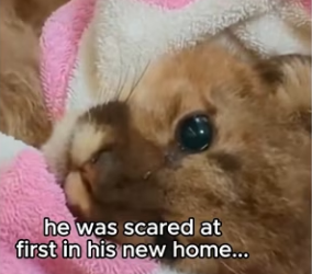 Q2412008 No way accidentally raised jaguar (Part 2)