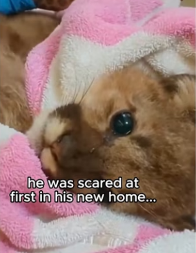 Q2412008 No way accidentally raised jaguar (Part 2)