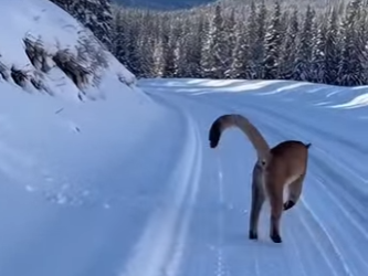 Z2412004 cougar fell off mountain! (Part 2)