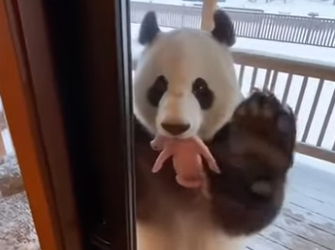 Z2412002 saved panda (Part 2)