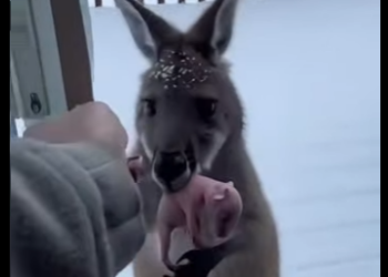 Z2412003 kangaroo gave me her cubs (Part 2)