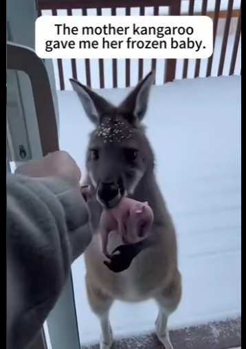 Z2412003 kangaroo gave me her cubs (Part 2)